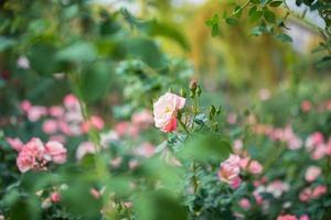 Beautiful colorful pink roses flower in the garden photo