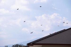 Flock of birds flying in the blue sky over house roof photo