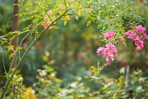 Beautiful colorful pink roses flower in the garden photo