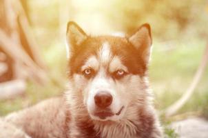 malamute ártico con retrato de bozal de ojos azules de cerca. este es un tipo nativo de perro bastante grande foto