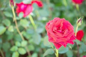 Beautiful red roses flower in the garden photo