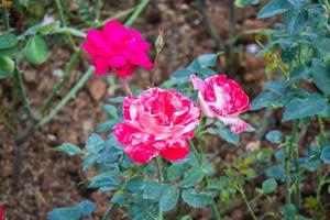 hermosa flor de rosas rojas en el jardín foto