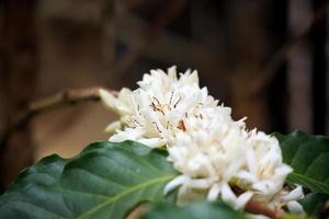 Flores de café con leche en plantación de árboles de hojas verdes de cerca foto