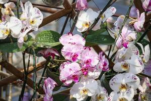 Beautiful Phalaenopsis Orchid flower blooming in garden floral background photo