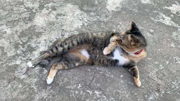 Adorable striped color domestic cat licking and cleaning her body on floor. video