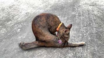 Adorable striped color domestic cat licking and cleaning her body on floor. video