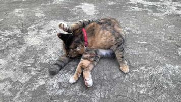 adorabile a strisce colore domestico gatto leccata e pulizia sua corpo su pavimento. video