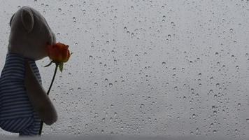 imágenes de un oso de peluche parado en la ventana con una gota de lluvia en el cristal sosteniendo una flor de rosa y mirando desde la ventana. video