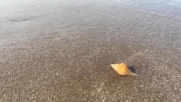 una concha vacía sobre arena limpia con olas del mar en la playa. video
