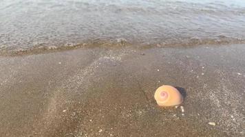 une coquille vide sur du sable propre avec une vague de la mer sur la plage. video