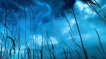 Fokus und verschwommene weiße Farbe pennisetum polystachion oder mission grass oder feder pennisetum blumen mit fließenden durch den starken wind in der regenzeit. video