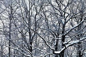 oak branches under snow photo