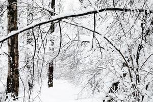 snow-cowered woods in winter forest photo