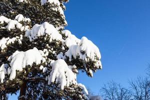 snow-covered branches of pine tree and blue sky photo