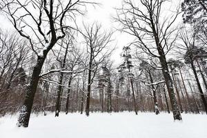 robles cubiertos de nieve y pinos en el bosque foto