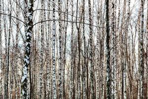 frozen bare birch tree trunks in winter photo