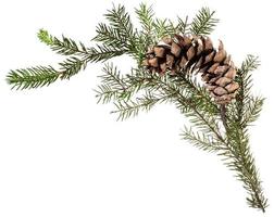 twig of fir tree with cone on white photo