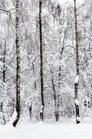 birches in snowy forest in overcast winter day photo