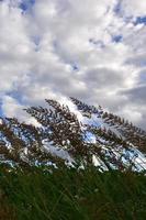 A lot of stems from green reeds grow from the river water under the cloudy blue sky. Unmatched reeds with long stems photo