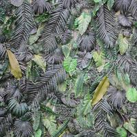 fondo de hojas verdes tropicales, helecho, palma y hoja de monstera deliciosa en la pared foto