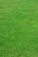 Photo of the site with even-cropped green grass. Lawn or alley of fresh green grass