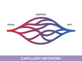 capillary network. smallest blood vessels they convey blood between the arterioles and venules vector