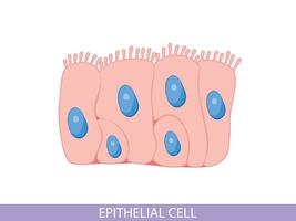 Epithelial cell, science and medical biology. Microbiology structure vector
