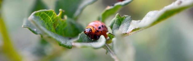 Colorado potato beetle larvae eat leaf of young potato photo