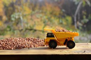 un pequeño camión de juguete amarillo está cargado con granos marrones de trigo sarraceno alrededor de una pila de trigo sarraceno. un coche sobre una superficie de madera sobre un fondo de bosque otoñal. extracción y transporte de trigo sarraceno foto