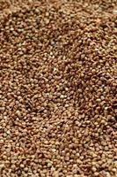 Background texture of a large pile of buckwheat. Many buckwheat grains close-up in daylight photo