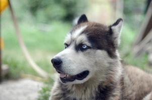 Arctic Malamute with blue eyes muzzle portrait close up. This is a fairly large dog native type photo