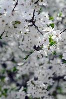 Pink Apple Tree Blossoms with white flowers on blue sky background photo