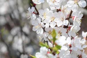 Pink Apple Tree Blossoms with white flowers on blue sky background photo