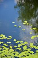 Texture of swamp water dotted with green duckweed and marsh vegetation photo