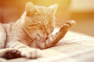 Portrait of tabby cat sitting and licking his hair outdoors and lies on brown sofa photo