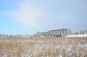 Snow-covered wild swamp with a lot of yellow reeds, covered with a layer of snow. Winter landscape in marshland photo