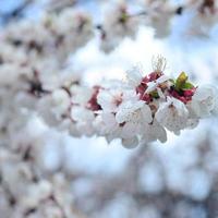 Pink Apple Tree Blossoms with white flowers on blue sky background photo