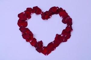 Dark red rose petals on pastel lilac background. Valentine's day backdrop with copy space photo