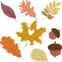set of colorful autumn leaves and acron. Fall leave vector