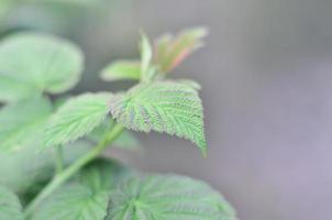 Photo of a few green leaves from a raspberry bush. Growing bush of raspberry. Macro photo with blurred background