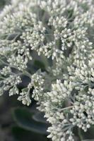 Lot of blooming Hylotelephium telephium white flowers with green leaves and stems photo