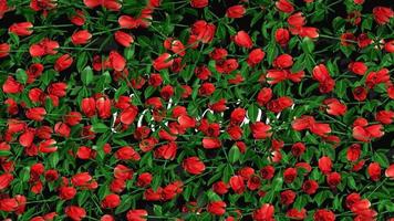 flor de rosa revela texto de feliz día de san valentín, representación 3d, clave de croma, selección de mate luma video