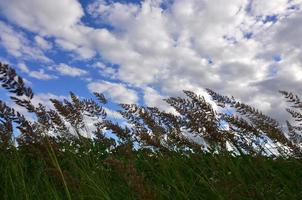 A lot of stems from green reeds grow from the river water under the cloudy blue sky. Unmatched reeds with long stems photo