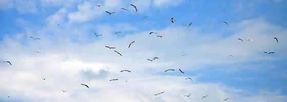 muchas gaviotas blancas vuelan en el cielo azul nublado foto