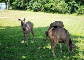 Deer eating grass In the national park photo