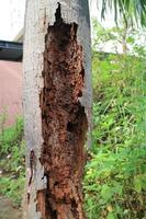 rotting palm tree trunk eaten by termites photo
