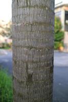 brown rough textured palm trunk photo