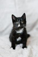 Cute Black with white spots little cat sitting on the couch photo