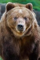 Kamchatka brown bear photo