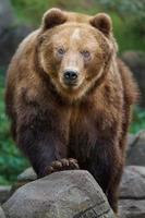 Kamchatka brown bear photo